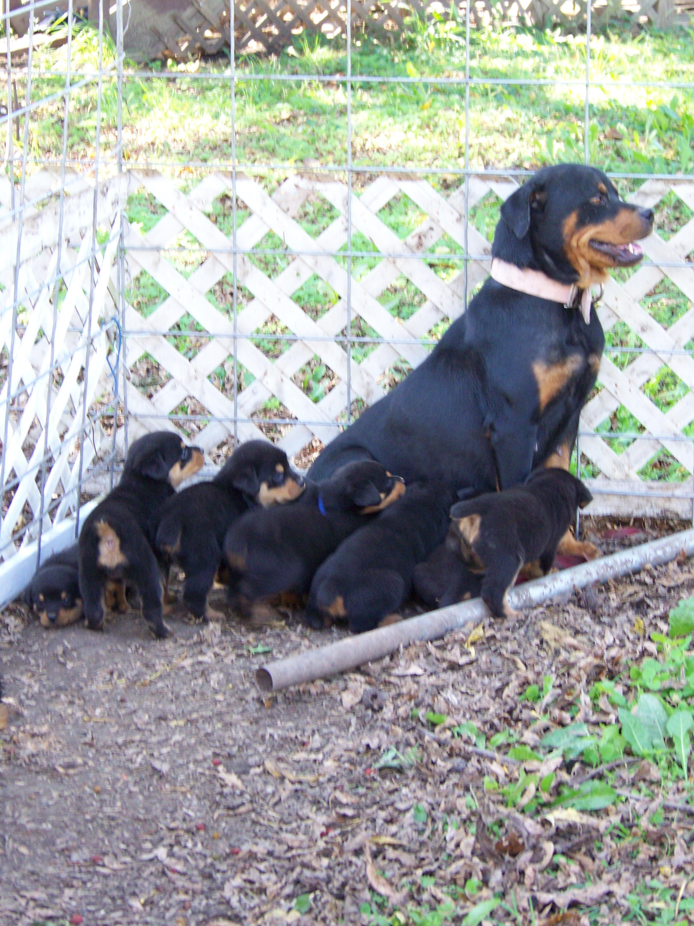 Rottie Pups With Docked Tails For Sale Rottie Pups With Docked Tails For Sale
